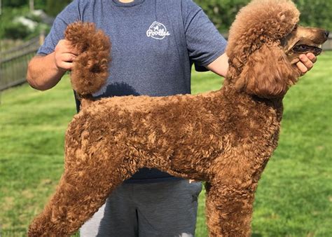 berkshire standard poodles.